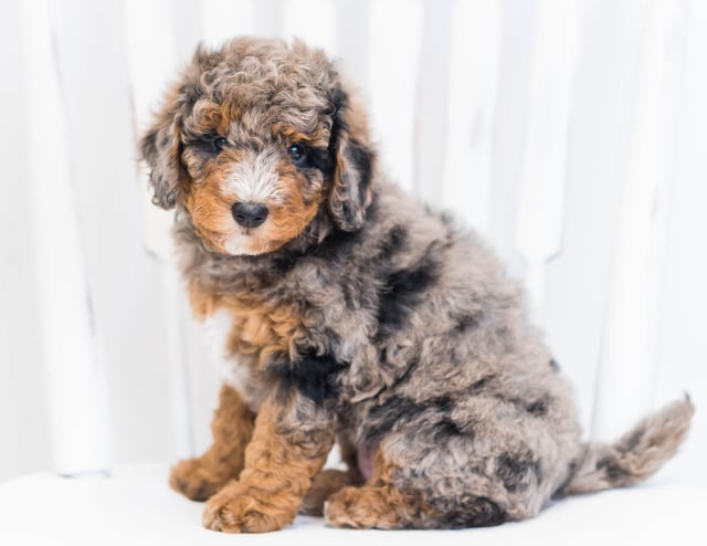 Another great picture of Josie, a Bernedoodles puppy