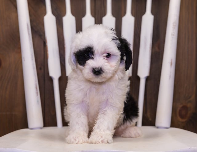 Lula came from Chloe and Stanley's litter of F1 Sheepadoodles