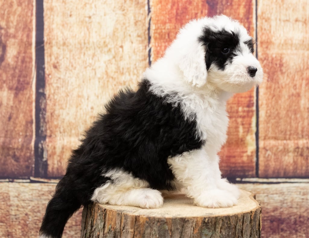 Another great picture of Udet, a Sheepadoodles puppy