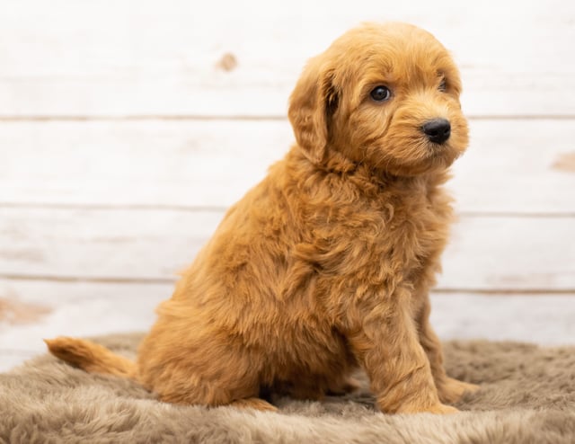 Olaf came from Sassy and Houston's litter of Multigen Goldendoodles