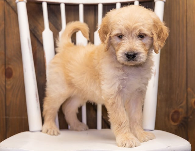 A picture of a Spud, one of our Standard Goldendoodles puppies that went to their home in Minnesota