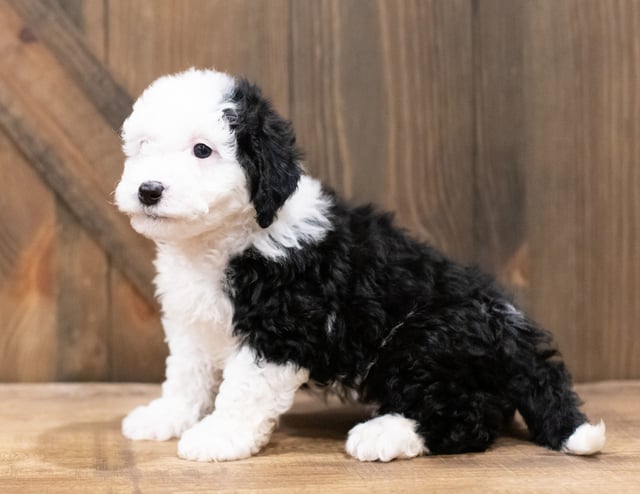 Della came from Harper and River's litter of F1B Sheepadoodles