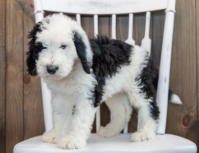 Nala is an F1 Sheepadoodle that should have  and is currently living in New Jersey