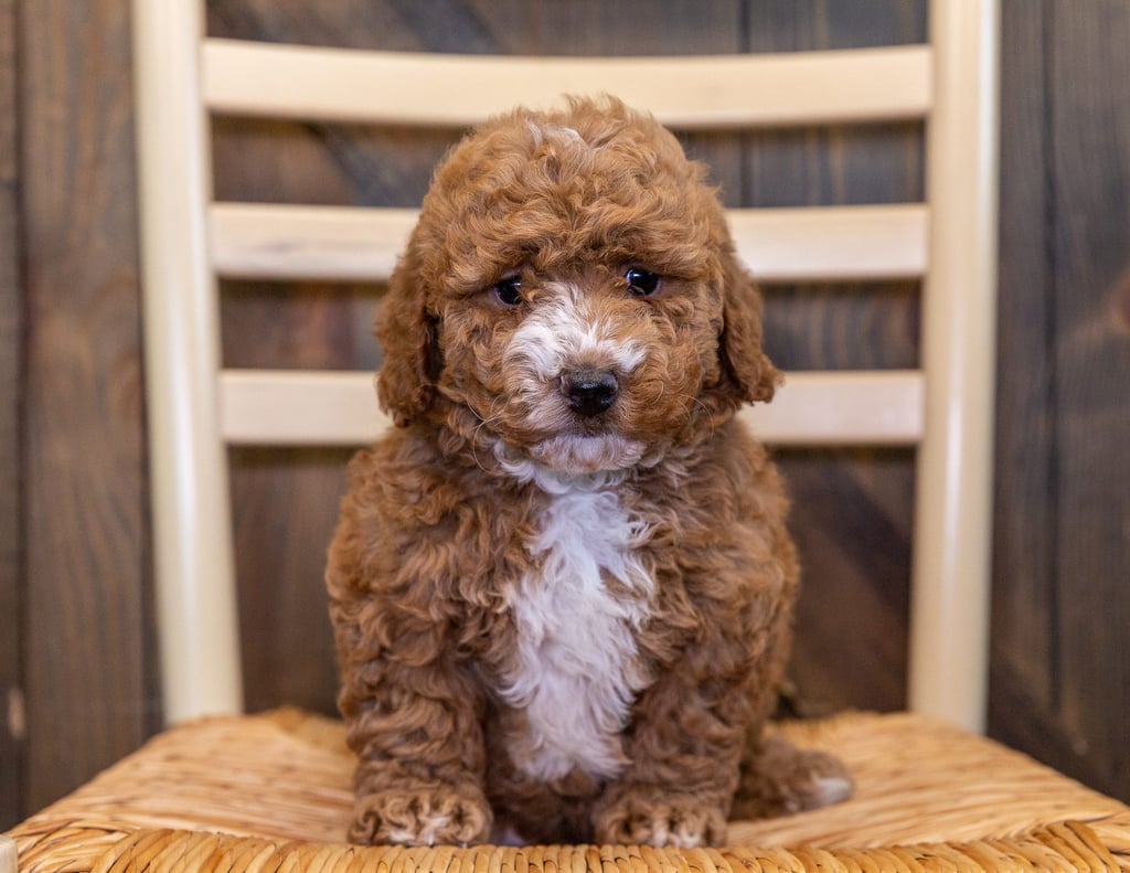 Zini is an F1B Goldendoodle that should have  and is currently living in Iowa