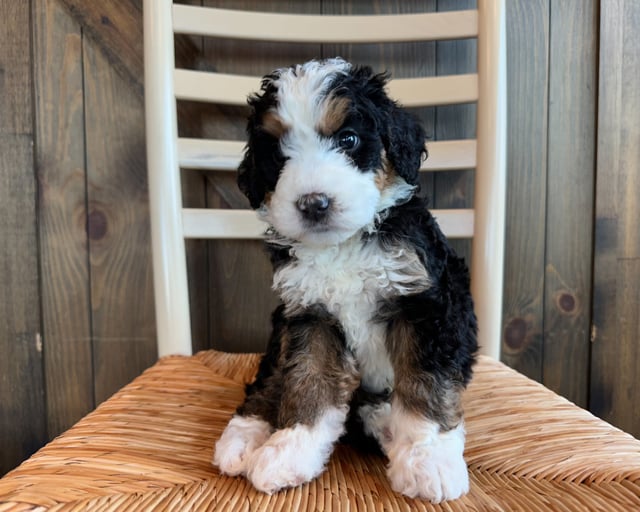 A picture of a Jace, one of our Standard Bernedoodles puppies that went to their home in Nevada