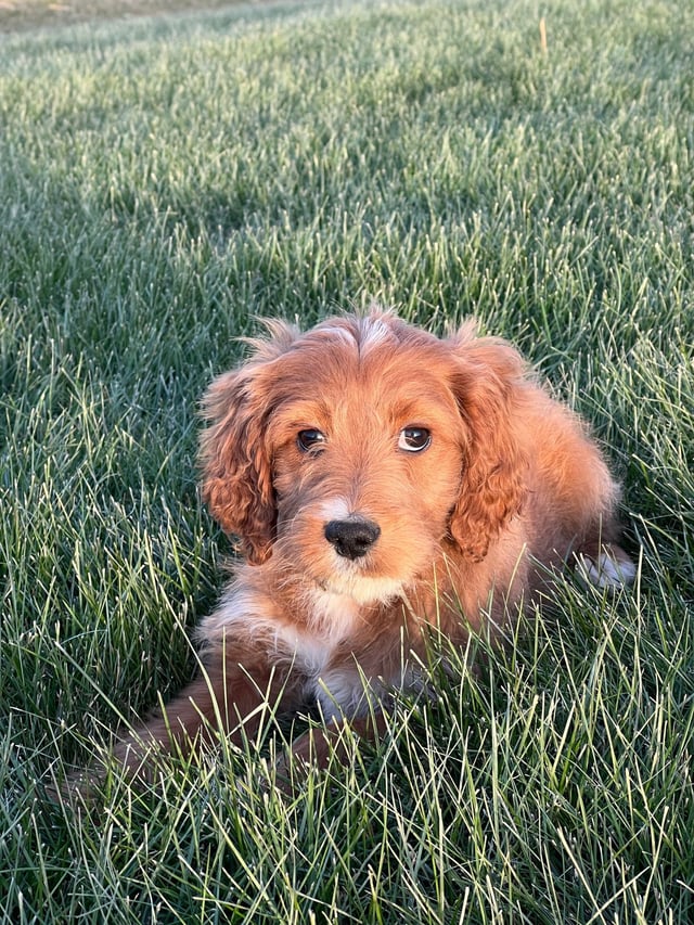 A picture of a Kenna, one of our Standard Irish Doodles puppies that went to their home in Colorado