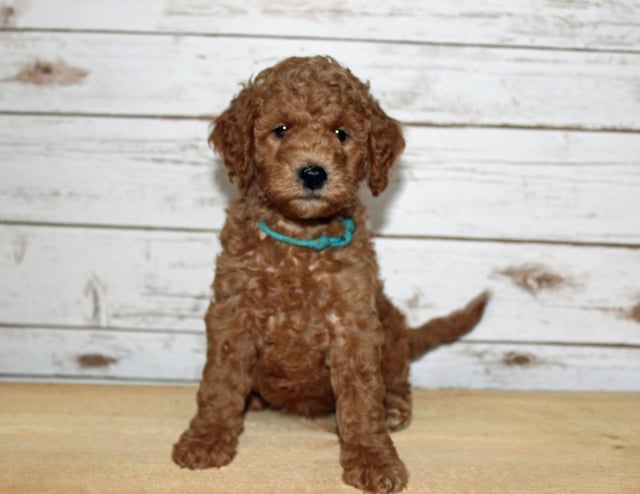 A picture of a Xandy, one of our Mini Goldendoodles puppies that went to their home in Missouri