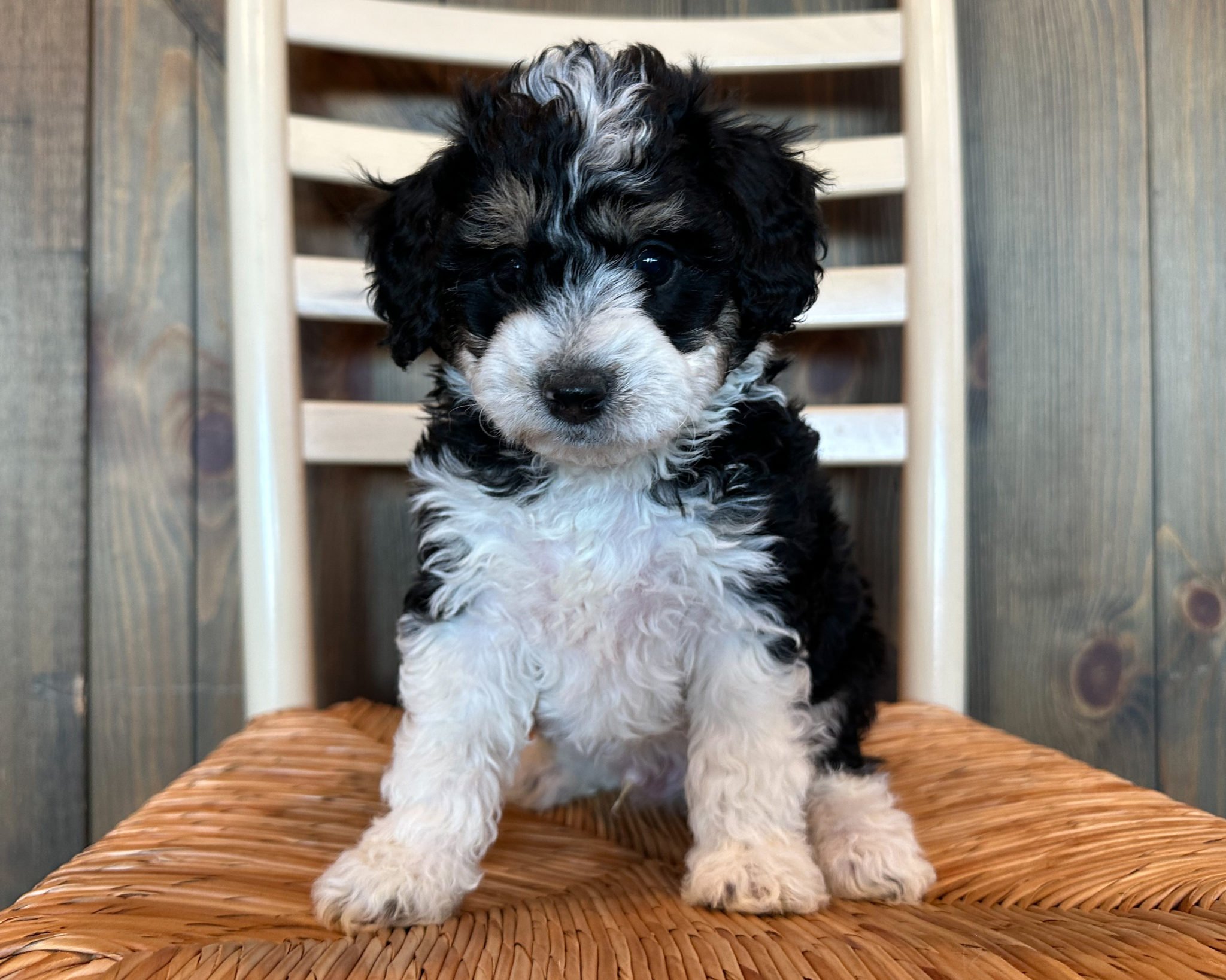 A litter of Petite Bernedoodles raised in Iowa by Poodles 2 Doodles