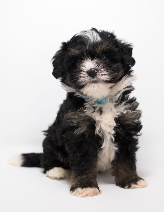 A picture of a Finn, a gorgeous Mini Bernedoodles for sale