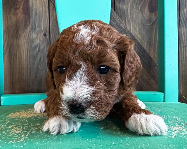 A picture of a Blair, a gorgeous Mini Goldendoodles for sale