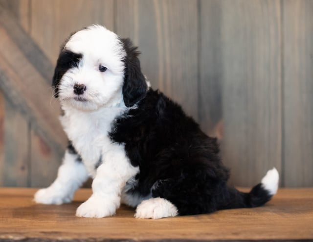 Val is an F1 Sheepadoodle that should have  and is currently living in Pennsylvania