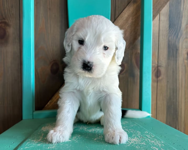 Sheepadoodle for Sale Los Angeles CA