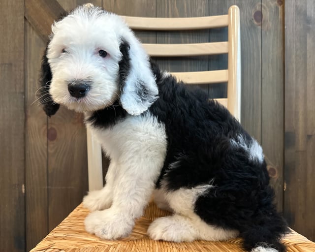 A picture of a Kyle, one of our Standard Sheepadoodles puppies that went to their home in New Jersey