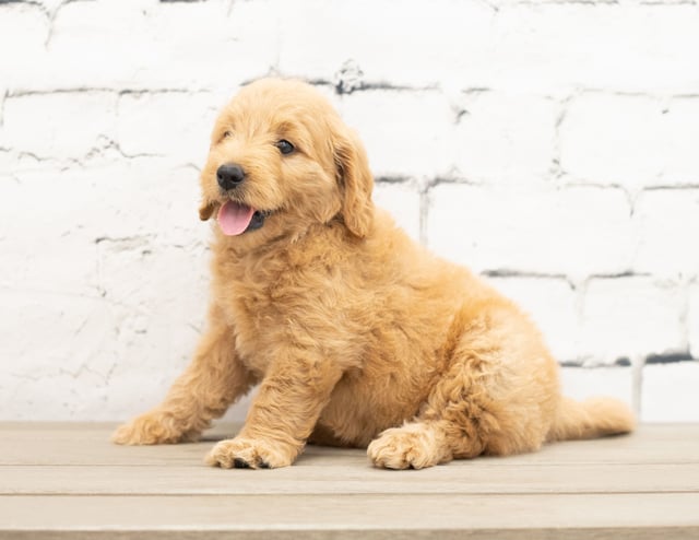 A picture of a Yani, a gorgeous Mini Goldendoodles for sale