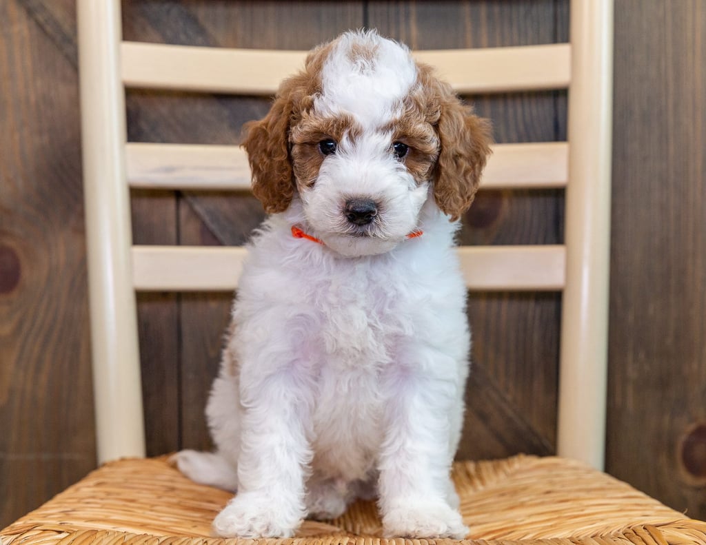 Oreo came from LuLu and Milo's litter of F1B Goldendoodles