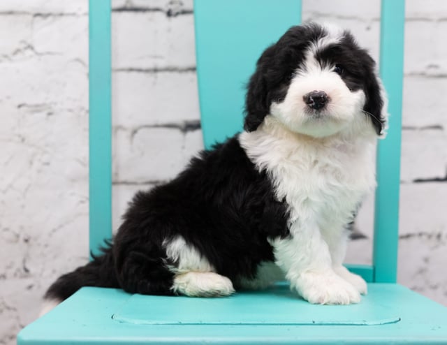 Another great picture of Sid, a Sheepadoodles puppy