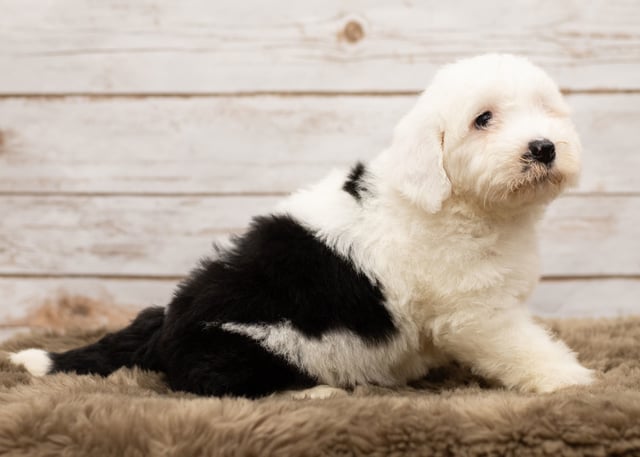 A picture of a Lana, one of our Mini Sheepadoodles puppies that went to their home in Arizona