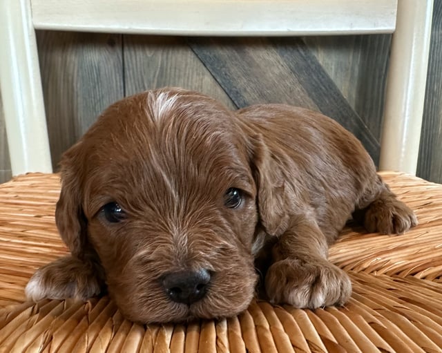 Howard is an F1 Cavapoo for sale in Iowa.