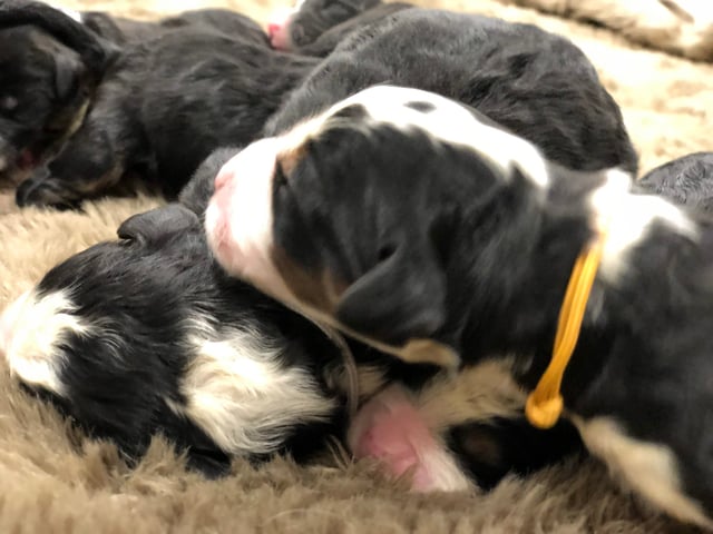 Another pic of our recent Bernedoodle litter