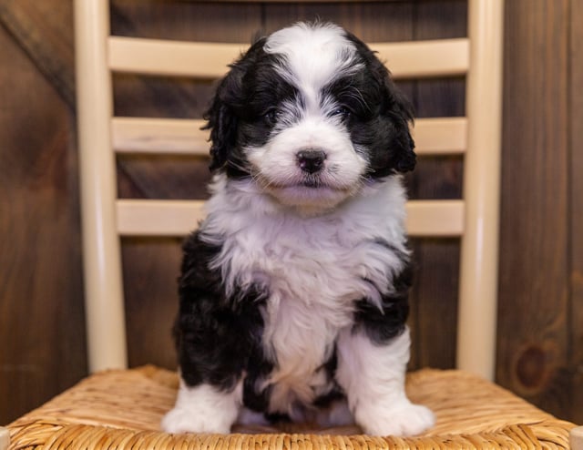 Bernedoodles bred in in Iowa by Poodles 2 Doodles