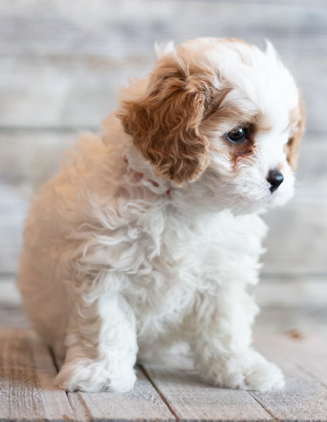 Jab came from Bella and Stanley's litter of F1 Cavapoos