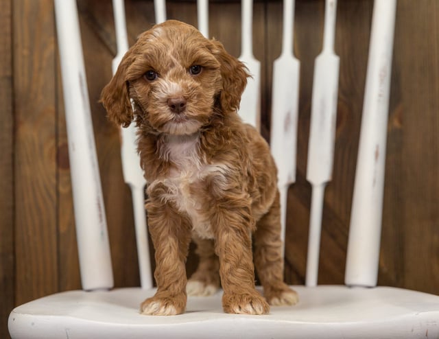 Ebony came from Zara and Milo's litter of F1BB Goldendoodles