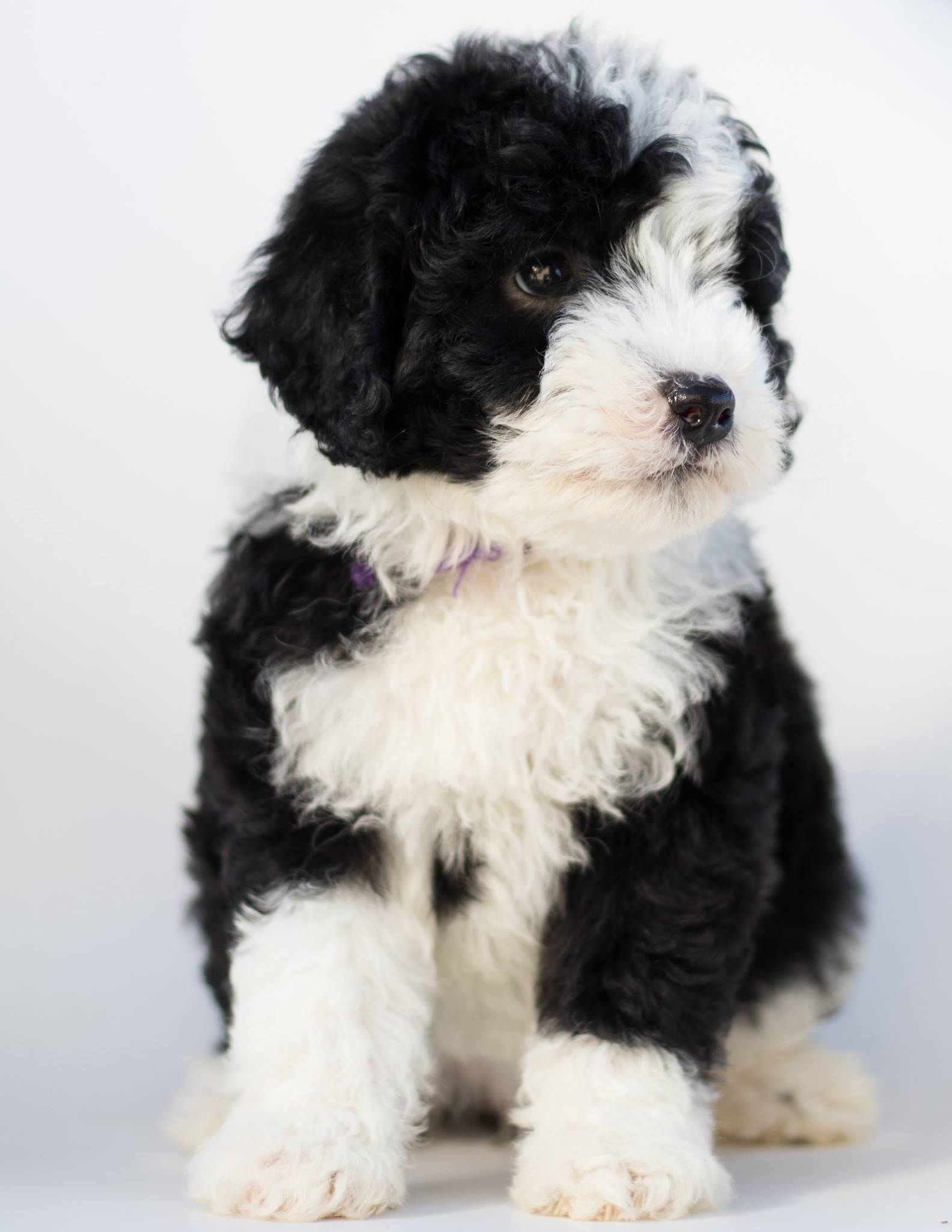 A litter of Mini Sheepadoodles raised in Iowa by Poodles 2 Doodles