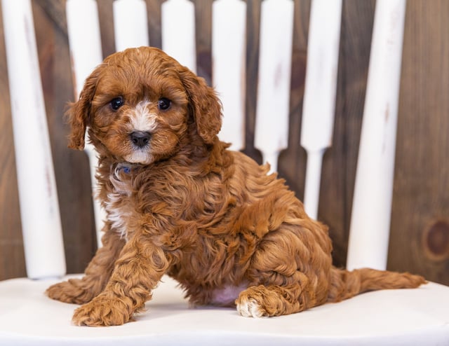 Nathan is an F1 Cavapoo that should have  and is currently living in South Dakota