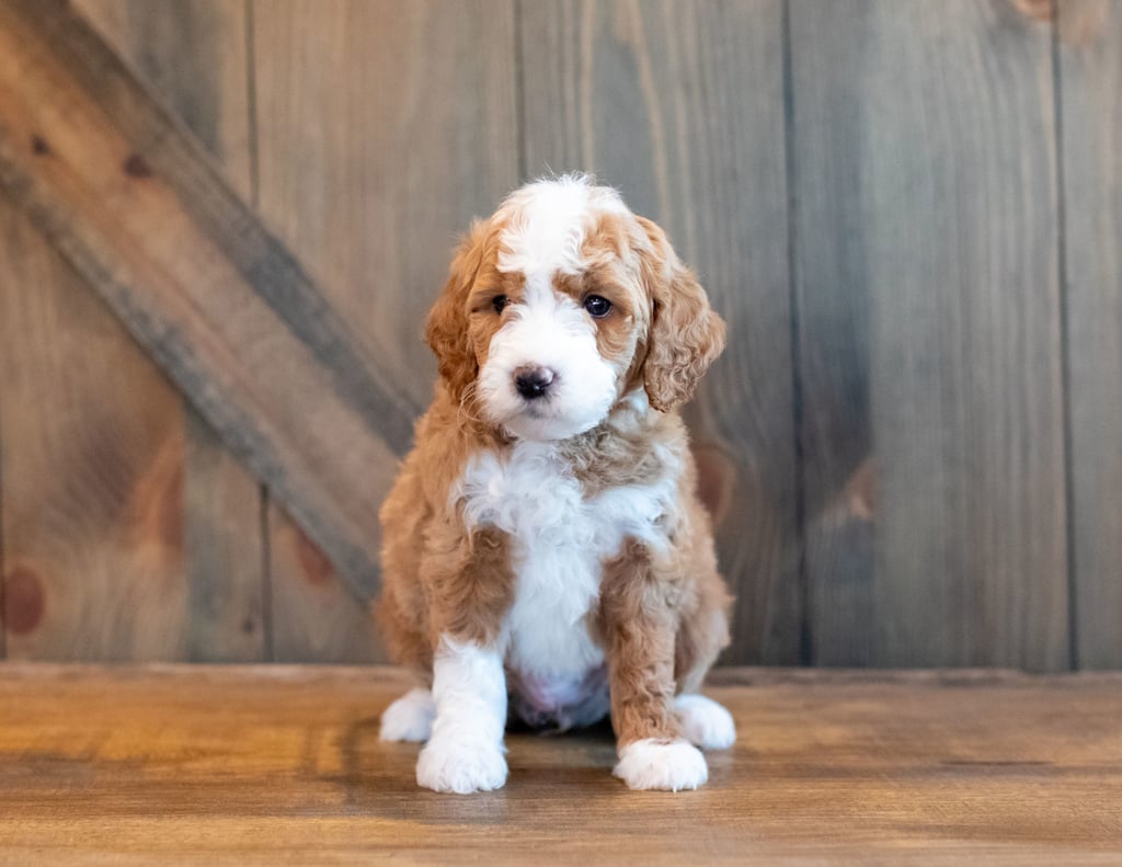 A picture of a Hilton, one of our Mini Goldendoodles puppies that went to their home in Sweden