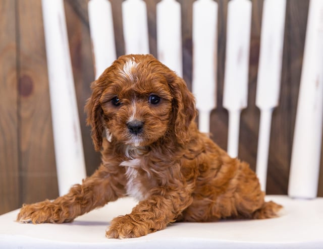 Neah is an F1 Cavapoo that should have  and is currently living in South Dakota