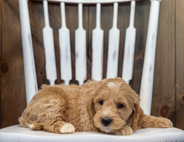 Bubba came from KC and Rugar's litter of F1 Goldendoodles