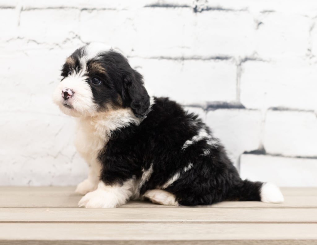 A picture of a Zane, one of our Mini Bernedoodles for sale
