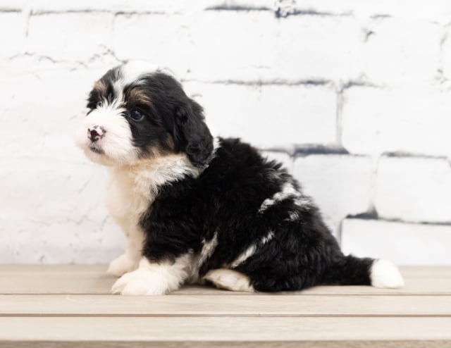 A picture of a Zane, a gorgeous Mini Bernedoodles for sale