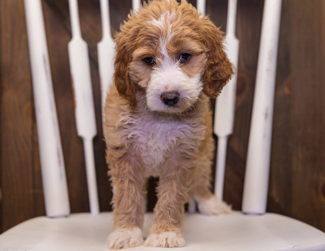 Zelda came from Hazel and Scout's litter of F1 Irish Doodles