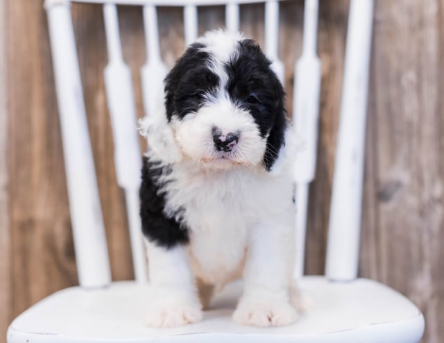 Elf came from Shandy and Bentley's litter of F1 Sheepadoodles