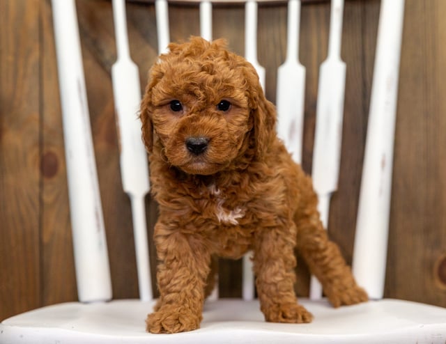 A picture of a Cami, one of our Mini Goldendoodles puppies that went to their home in Illinois