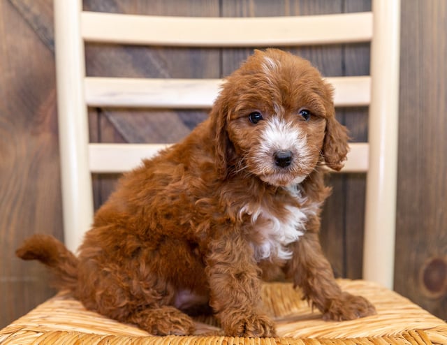 A picture of a Kamila, one of our Mini Goldendoodles puppies that went to their home in Iowa