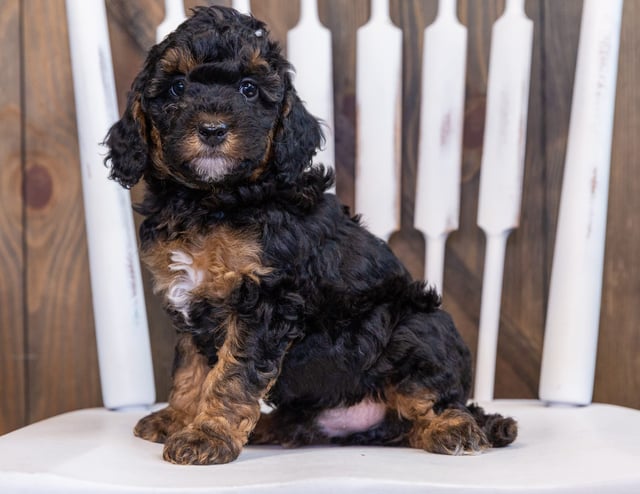Fritz is an F1BB Bernedoodle that should have  and is currently living in Iowa