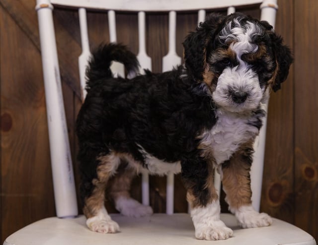 A picture of a Ivan, one of our Mini Sheepadoodles puppies that went to their home in Iowa