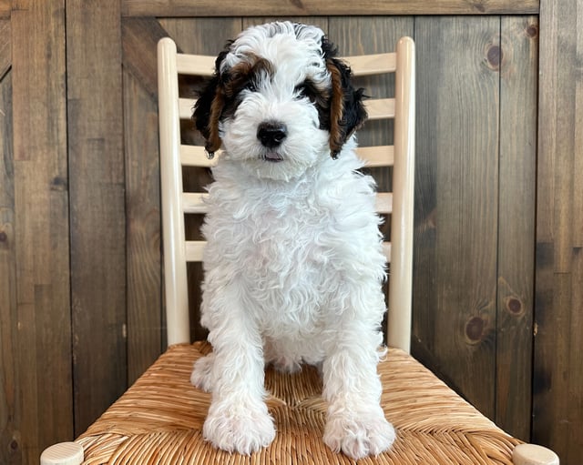 A picture of a Larry, one of our Mini Bernedoodles puppies that went to their home in Oklahoma