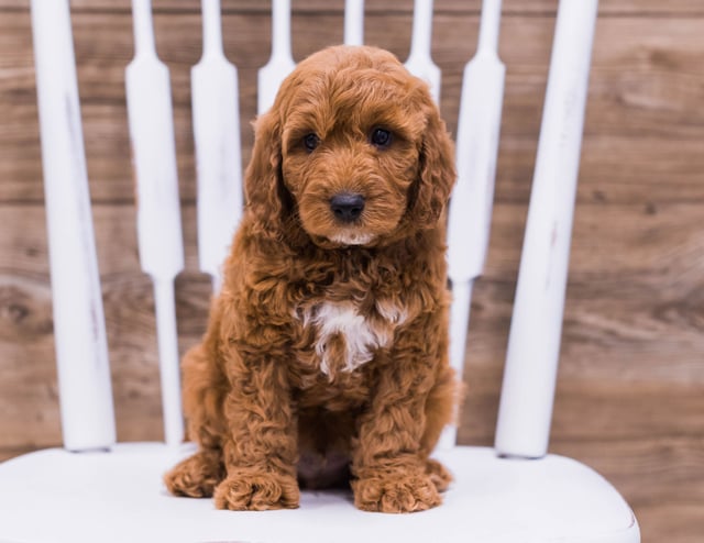 This litter of Irish Doodles are of the F1 generation.