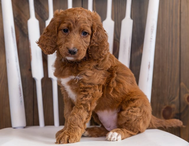 Zara is an F1 Irish Doodle that should have  and is currently living in Nebraska