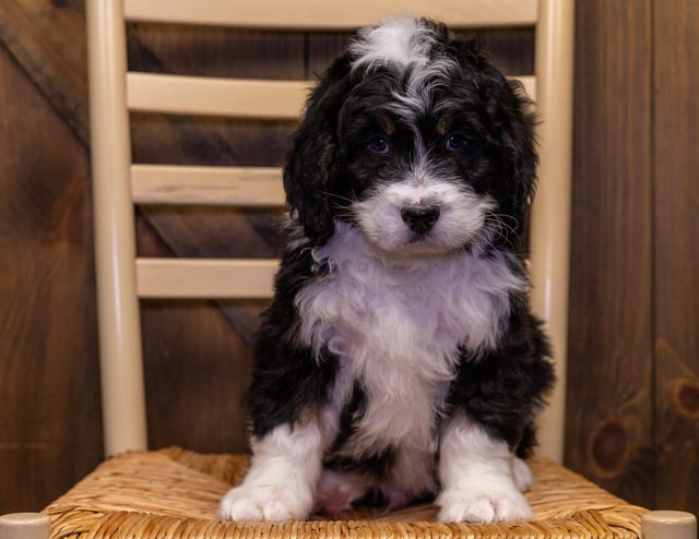 Yahoo is an F1 Bernedoodle that should have  and is currently living in Iowa