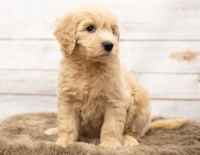 Olga is an Multigen Goldendoodle that should have  and is currently living in New York