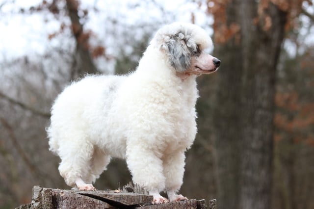 Zues is an  Poodle and a father here at Poodles 2 Doodles, Sheepadoodle and Bernedoodle breeder from Iowa