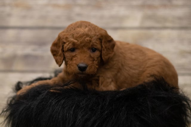 Hula was born on 12/07/2018