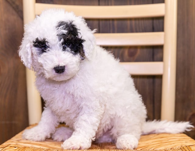 Frank is an F1B Sheepadoodle that should have  and is currently living in Nebraska