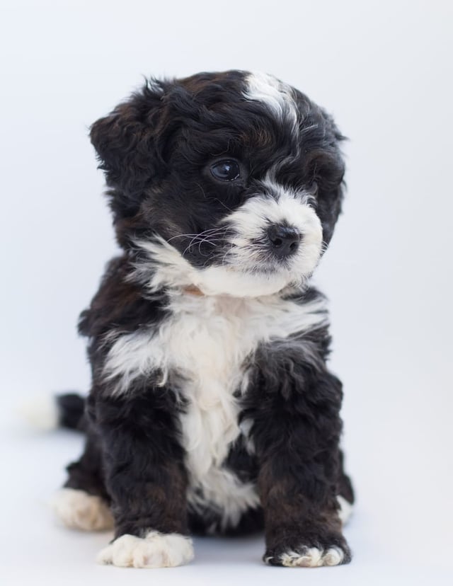 A picture of a Birdi, a gorgeous  Bernedoodles for sale