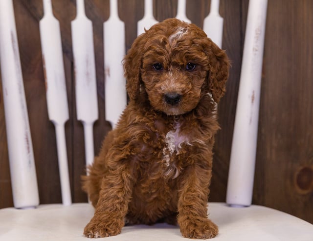 A litter of Mini Goldendoodles raised in Iowa by Poodles 2 Doodles