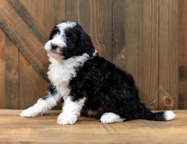 Olsen is an F1 Sheepadoodle that should have  and is currently living in New Jersey